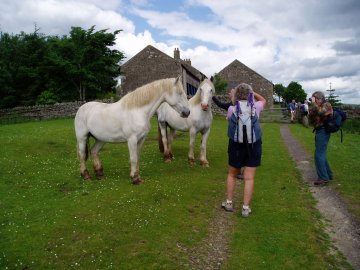 Friendly horses